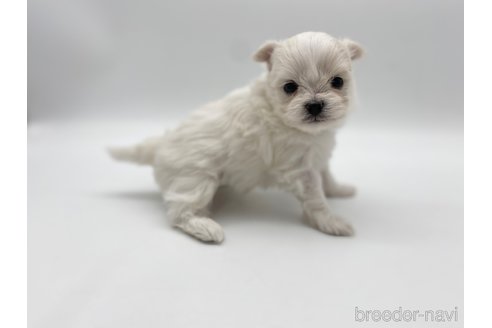 成約済の愛知県のポメマル:ポメラニアン×マルチーズ-304333の8枚目