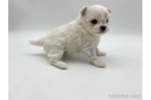 成約済の愛知県のポメマル:ポメラニアン×マルチーズ-304333の9枚目