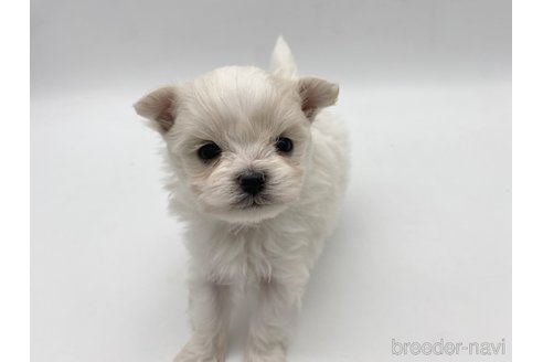 成約済の愛知県のポメマル:ポメラニアン×マルチーズ-304333の6枚目