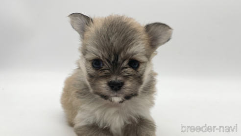 成約済の愛知県のポメマル:ポメラニアン×マルチーズ-304335の1枚目