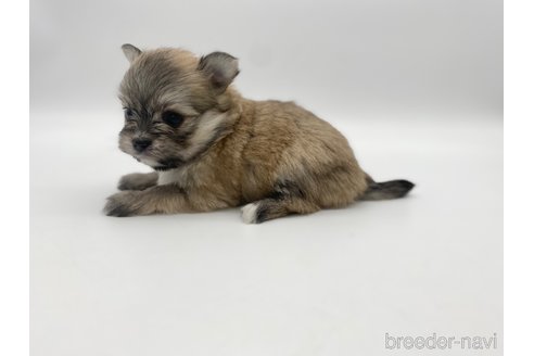 成約済の愛知県のポメマル:ポメラニアン×マルチーズ-304335の3枚目