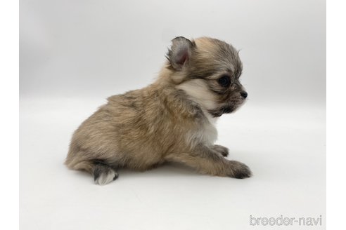 成約済の愛知県のポメマル:ポメラニアン×マルチーズ-304335の5枚目