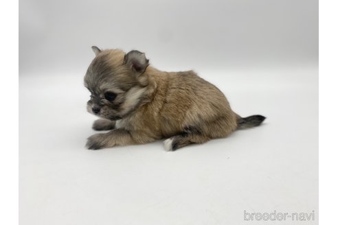 成約済の愛知県のポメマル:ポメラニアン×マルチーズ-304335の6枚目