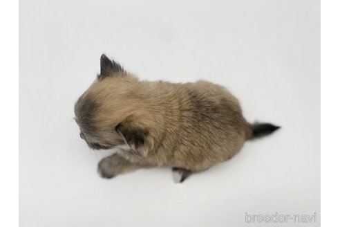 成約済の愛知県のポメマル:ポメラニアン×マルチーズ-304335の4枚目