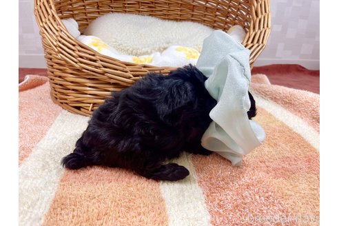 成約済の埼玉県のマルプー:マルチーズ×トイプードル-303115の3枚目