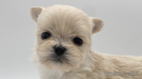 成約済の愛知県のポメマル:ポメラニアン×マルチーズ-304336