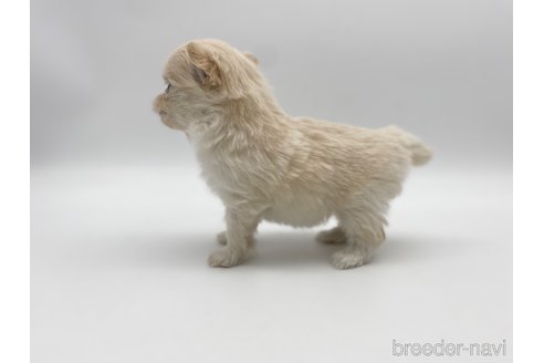 成約済の愛知県のポメマル:ポメラニアン×マルチーズ-304336の3枚目