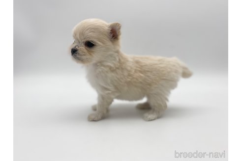 成約済の愛知県のポメマル:ポメラニアン×マルチーズ-304336の4枚目