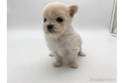 成約済の愛知県のポメマル:ポメラニアン×マルチーズ-304336の6枚目