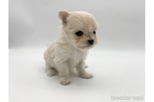 成約済の愛知県のポメマル:ポメラニアン×マルチーズ-304336の7枚目