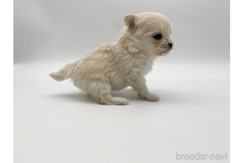 成約済の愛知県のポメマル:ポメラニアン×マルチーズ-304336の8枚目