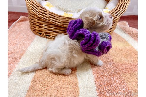 成約済の埼玉県のその他の犬種-303108の3枚目