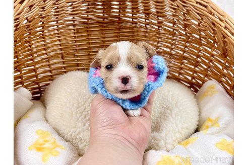 成約済の埼玉県のその他の犬種-303110の1枚目
