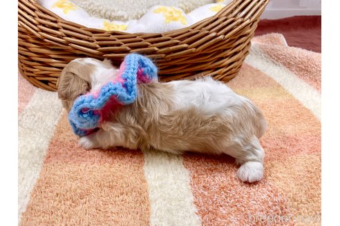 成約済の埼玉県のその他の犬種-303110の5枚目