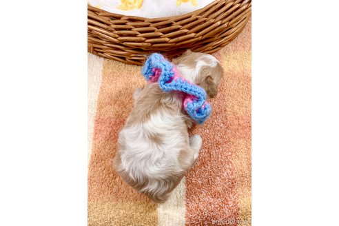 成約済の埼玉県のその他の犬種-303110の4枚目