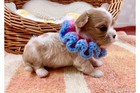 成約済の埼玉県のその他の犬種-303110の3枚目