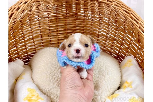 成約済の埼玉県のその他の犬種-303110の2枚目