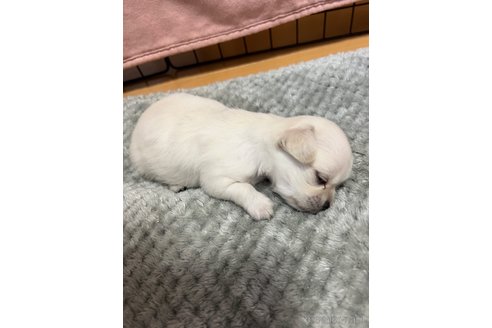 成約済の千葉県のチワワ(ロングコート)-301670の23枚目
