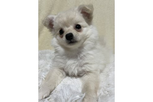 成約済の茨城県のミックス犬-300946の6枚目