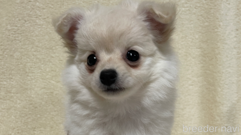 成約済の茨城県のミックス犬-300946の5枚目