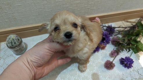成約済の広島県のチワプー:チワワ×トイプードル-300322の18枚目