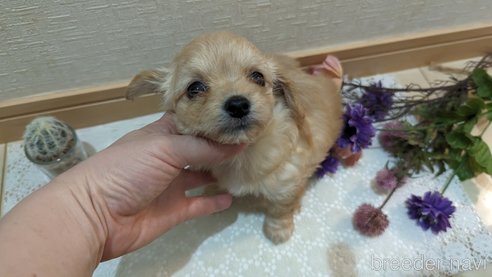 成約済の広島県のチワプー:チワワ×トイプードル-300322の17枚目