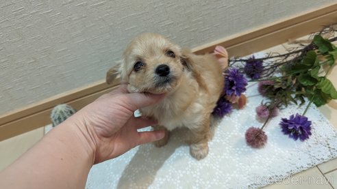 成約済の広島県のチワプー:チワワ×トイプードル-300322の15枚目