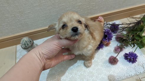 成約済の広島県のチワプー:チワワ×トイプードル-300322の14枚目
