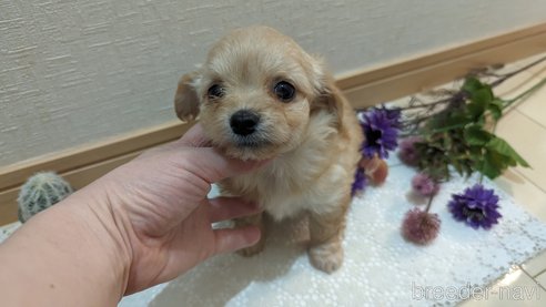 成約済の広島県のチワプー:チワワ×トイプードル-300322の13枚目