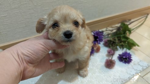 成約済の広島県のチワプー:チワワ×トイプードル-300322の12枚目