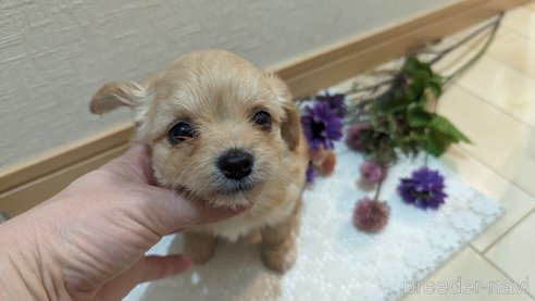 成約済の広島県のチワプー:チワワ×トイプードル-300322の8枚目
