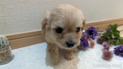 成約済の広島県のチワプー:チワワ×トイプードル-300322の6枚目