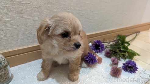 成約済の広島県のチワプー:チワワ×トイプードル-300322の3枚目