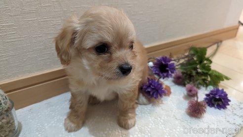 成約済の広島県のチワプー:チワワ×トイプードル-300322の2枚目