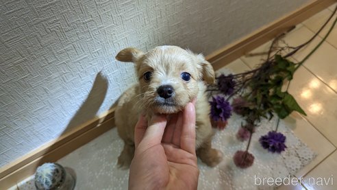 成約済の広島県のチワプー:チワワ×トイプードル-300328の34枚目