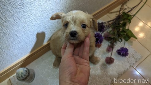成約済の広島県のチワプー:チワワ×トイプードル-300328の33枚目