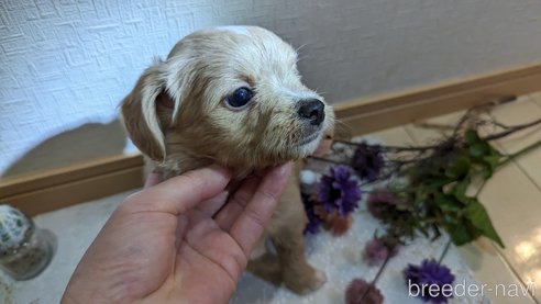 成約済の広島県のチワプー:チワワ×トイプードル-300328の31枚目