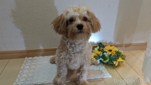 成約済の広島県のチワプー:チワワ×トイプードル-271216の66枚目