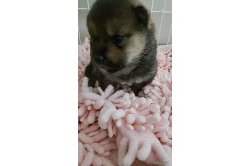 成約済の高知県の豆柴-303482の6枚目