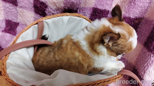 成約済の千葉県のチワワ(ロングコート)-293787の53枚目