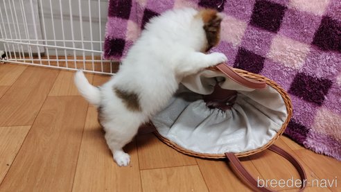 成約済の千葉県のチワワ(ロングコート)-293672の69枚目