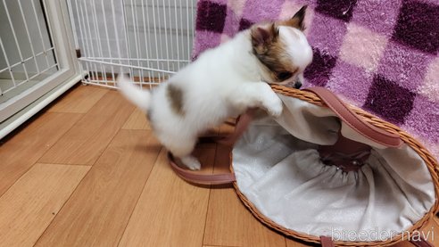 成約済の千葉県のチワワ(ロングコート)-293672の62枚目