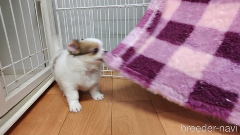 成約済の千葉県のチワワ(ロングコート)-293672の58枚目
