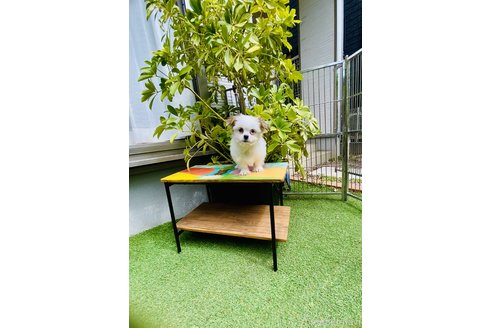 成約済の千葉県のミックス犬-300013の7枚目