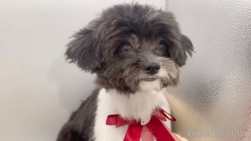 成約済の東京都のミックス犬-246879の1枚目