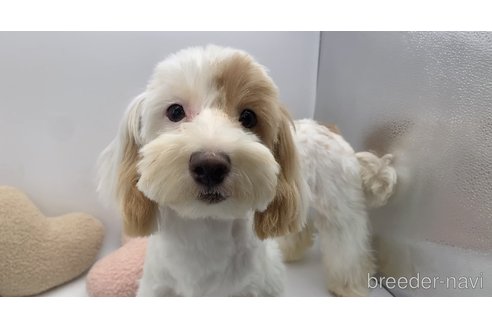 成約済の東京都のミックス犬-271810の8枚目