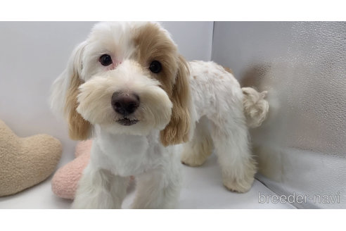 成約済の東京都のミックス犬-271810の3枚目