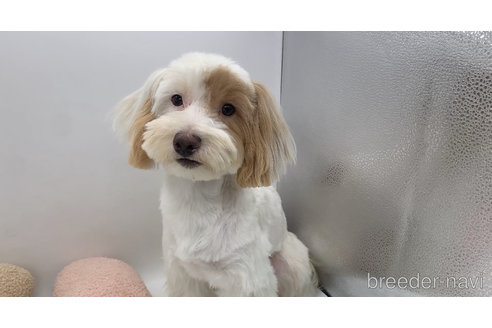 成約済の東京都のミックス犬-271810の2枚目