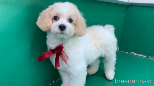 成約済の東京都のミックス犬-278351の10枚目