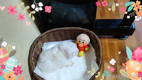 成約済の三重県のビションフリーゼ-304450の3枚目